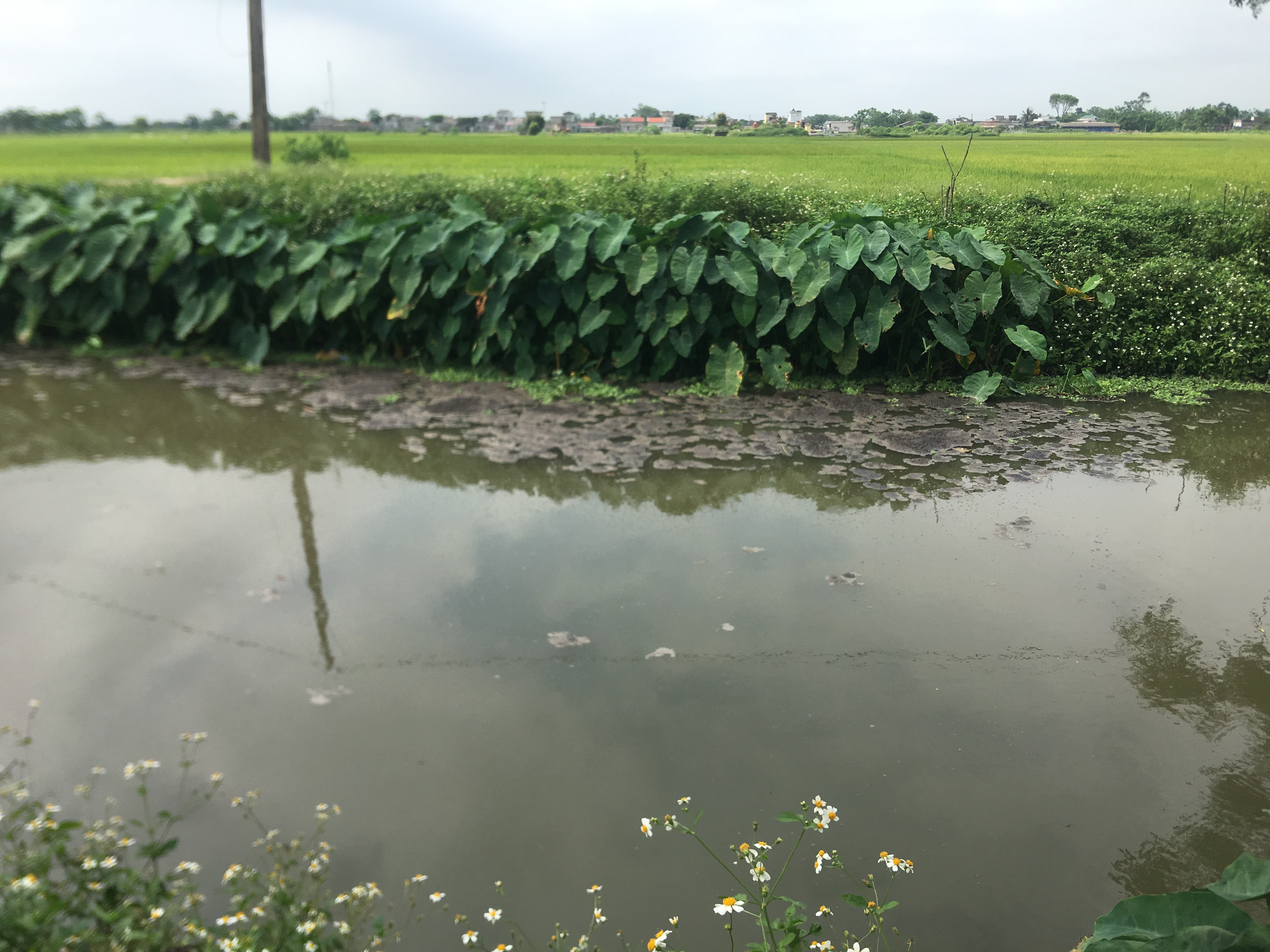 Người dân khổ với trang trại chăn nuôi